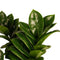Combi 1 x Zamio Zenzi 1 x Zamio Culcas met Elho B.for soft white ↨ 40cm - 2 stuks - hoge kwaliteit planten