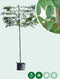 Zuil leihaagbeuk 220 cm | Carpinus betulus 'Fastigiata' 14-18 cm 220 cm| Bomenbezorgd.nl