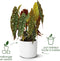 Elho B.for Soft Rond 22 - Bloempot - 100% gerecycled plastic - Ø 22.3 x H 20.4 cm - Antraciet