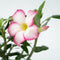 Plant in a Box - Adenium Obesum Pink Star - Roze Woestijnroos - Bloeiende Woestijnroos - Pot 13cm - Hoogte 30-40cm