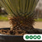 Gewone palmlelie Yucca rostrata h 140 cm st. h 55 cm