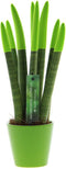 Plant in a Box - Sansevieria Cylindrica - Velvet Touchz - Vrouwentong - Inclusief Groene Decoratieve Pot - Hoogte 20-40cm - Pot 9cm