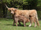 Customize it - Tuinschilderij hoogl jonkie 130x70