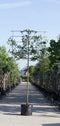 Sierpeer leiboom 200 cm | Pyrus call. 'Chanticleer' 10-14 cm 200 cm| Bomenbezorgd.nl