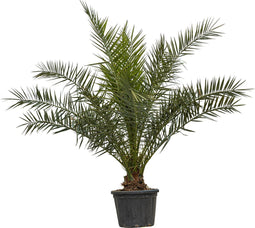 Dadelpalm Phoenix canariensis 187,5 cm