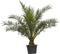 Dadelpalm Phoenix canariensis 187,5 cm