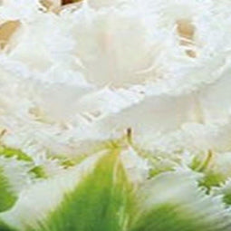 3 stuks - JUB - Tulipa Snow Crystal 4 bollen