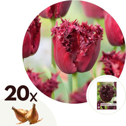 Plant in a Box - Tulipa Labrador - Bloembollen x20 - Tulp - Donkerpaars - Sierlijk gevormde bloemen