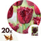 Plant in a Box - Tulipa Labrador - Bloembollen x20 - Tulp - Donkerpaars - Sierlijk gevormde bloemen