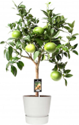Tuinplant - Citrus Grapefruit op stam in ELHO outdoor sierpot Greenville Rond (wit)