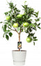 Tuinplant - Citrus Grapefruit op stam in ELHO outdoor sierpot Greenville Rond (wit)