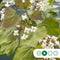 Paarsbladige trompetboom | Catalpa erubescens purpurea 6-10 cm | Bomenbezorgd.nl