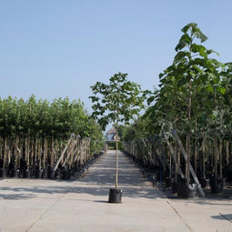 Rode paardenkastanje | Aesculus c. 'Briotii' 10-14 cm | Bomenbezorgd.nl