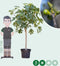 Vijgenboom - Ficus carica 150 - 175 cm (16 - 18 cm stamomtrek)