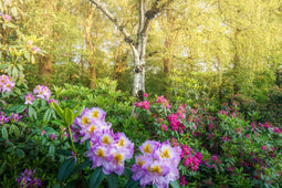 Customize it - Tuinschilderij bloemen bos 70x50cm