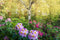 Customize it - Tuinschilderij bloemen bos 70x50cm