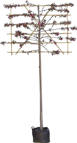 Rode sierappel leiboom 200 cm | Malus 'Mokum' 10-14 cm 200 cm| Bomenbezorgd.nl