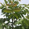 Walnotenboom 'Broadview' | Juglans r. 'Broadview' 1-3 cm | Bomenbezorgd.nl