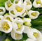 Driesprong collection - Boeket 5 Tulpen Wit