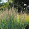 Plant in a Box - Panicum virgatum - Set van 2 - Panicum northwind siergras winterhard - Pot 23cm - Hoogte 40-60cm