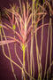 PTMD Leaves Plant Burgundy Yucca Spray