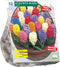 Baltus - Bollen Hyacinth mix 12 stuks
