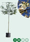 Sierpeer leiboom 150 cm | Pyrus call. 'Chanticleer' 8-12 cm 150 cm| Bomenbezorgd.nl