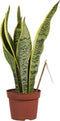Sanseveria, vrouwentong - Set van 3 - Fachjan - Groene Plant- Hoogte 40 cm