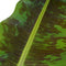 Decorum Musa Dwarf Cavendish - Elho brussels soap – ↨ 80cm – ⌀ 21cm