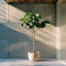 Plant in a Box - Ficus Carica - Fruitboom - Winterharde Vijgenboom - Pot 21cm - Hoogte 70-90cm