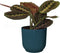 Maranta leuconeura 'Tricolor ' in ELHO sierpot Vibes Fold (diepblauw) ↨ 20cm - hoge kwaliteit planten