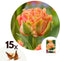 Plant in a Box - Tulipa Brisbane - Bloem bollen x15 - Tulp - Roze - Tulpen uit Holland
