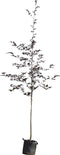 Rode beuk | Fagus syl. 'Atropunicea' 14-18 cm | Bomenbezorgd.nl
