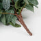 Mica Decorations Fittonia Kunst Hangplant - L15 x B20 x H54 cm - Groen