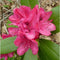 Rhododendron Nova Zembla | Rhododendron 'Nova Zembla' | Bomenbezorgd.nl