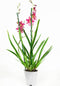 Duo Cambria Nelly Isler – ↨ 60cm – ⌀ 12cm