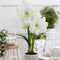 Plant in a Box - Amaryllis - Set van 2 - Hippeastrum - Bloembollen - Witte bloemen