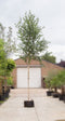 Ruwe berk | Betula pendula 18-20 cm | Bomenbezorgd.nl