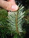 Furnilux Nordmann Fraseri - Kerstboom - Diepgroen en naaldvast - 150-175 cm