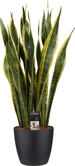 Sanseveria Laurentii in sierpot Elho Brussels Round Black ↨ 80cm - hoge kwaliteit planten