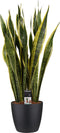 Sanseveria Laurentii in sierpot Elho Brussels Round Black ↨ 80cm - hoge kwaliteit planten