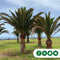 Dadelpalm 200 cm | Phoenix canariensis 20-30 cm| Bomenbezorgd.nl