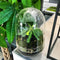 Growing Concepts DIY Duurzaam Ecosysteem Egg Large - Planten - Biophytum Sensitivum - H30xØ18cm