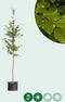 Groene beuk | Fagus sylvatica 14-18 cm | Bomenbezorgd.nl