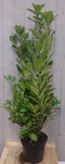 Prunus rotundifolia 130 cm
