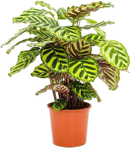 Goed & Groen - Calathea Makoyana - ↨ 55cm - Potmaat 17 - Kwaliteit Planten - Kamer Plant - Kamerplanten - Sfeer