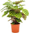 Goed & Groen - Calathea Makoyana - ↨ 55cm - Potmaat 17 - Kwaliteit Planten - Kamer Plant - Kamerplanten - Sfeer