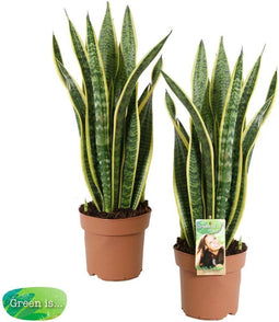 Duo Sanseviera trifasciata 'Laurentii' - 60 cm, Ø 17 cm