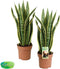 Duo Sanseviera trifasciata 'Laurentii' - 60 cm, Ø 17 cm