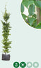 Haagbeuk laagstam | Carpinus betulus | Bomenbezorgd.nl